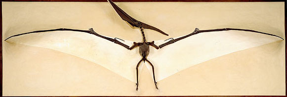 03242011 - pteranodon